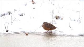 American Woodcock shows off dance moves [upl. by Yttik]