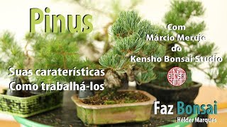 Vários Pinus  Suas caraterísticas e como trabalhálos [upl. by Ellednek]