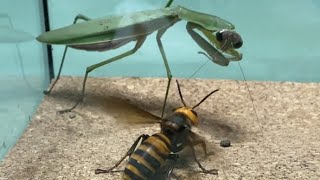 【凶暴】オオカマキリvsオオスズメバチ Praying Mantis vs Giant Hornet【名勝負】【異種格闘技戦】 [upl. by Andersen]