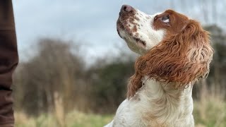 Gundog Training  Twig back in the Rabbit Pen [upl. by Brigham]