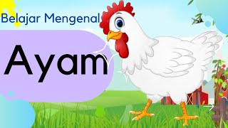 Mengenal Hewan Ayam  manfaat jenis dan perkembangbiakan ayam [upl. by Vorfeld630]