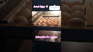 Aseel Eggs Incubation  Success Tips for Every Hatch [upl. by Nalac]