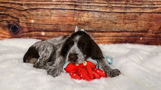 Meet the Wirehaired Pointing Griffon A Loyal amp Intelligent Companion [upl. by Alexandros811]