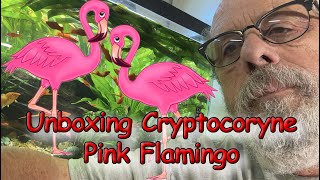 Im Unboxing Tissue Culture Crypt Pink Flamingo [upl. by Eriuqs140]