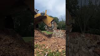 Let’s Shred It 🌳Turning This Stump Into Chips landscaping stumpgrinding satisfying [upl. by Valle]