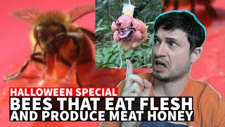 Terrifying FleshEating Bees That Produce Meat Honey [upl. by Alomeda870]