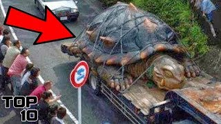 Top 10 Most Oversized Animals Around The World [upl. by Bettzel524]