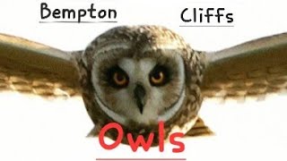 Bempton cliffs barn and short eared owls [upl. by Fayina]