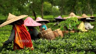 Indian tea garden workers pluck leaves  Assam [upl. by Amalberga]