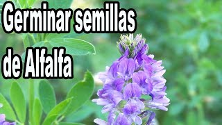 Como Germinar Semillas de Alfalfa MUY FACIL con Germinador casero [upl. by Bloom]