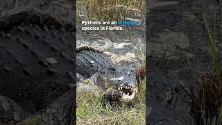 Alligator seen swallowing python at Everglades National Park Shorts [upl. by Cordelie62]