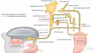 Submandibular salivary gland nerve supply 1 [upl. by Maziar344]