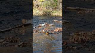 Bronte Creek At Bronte Creek Provincial Park [upl. by Jamel]