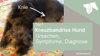 Teil 1 Kreuzbandriss beim Hund – Ursachen Symptome Diagnose [upl. by Nitreb505]