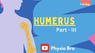 Humerus Part  III [upl. by Lehet]