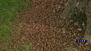 Marcus finds piles of cicada shells in Western Springs [upl. by Tini]