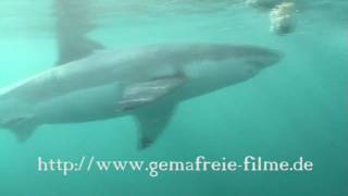 Weisse Haie The great white Shark Sharks greatwhite [upl. by Tobit]