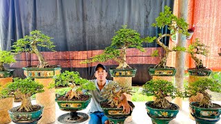 Quan bonsai 186 0976129153 chào bán một số cây cảnh bonsai nghệ thuật hàng để bàn [upl. by Prosser]