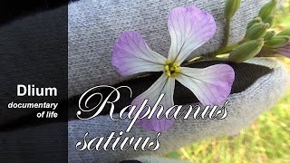 Radish Raphanus sativus  part 1 [upl. by Tekcirc]