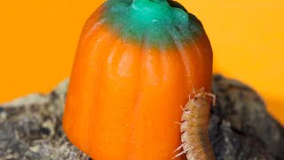 Isopods Eat Pumpkin Candy JUMPSCARE WARNING [upl. by Nicolau]