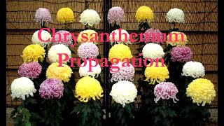 How to grow Chrysanthemums from cuttings [upl. by Eessac]