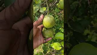 Citrus mites mangu infestation agriculture viralshort youtubeshorts shorts [upl. by Attelrahs740]