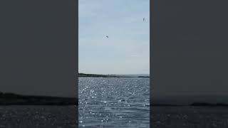 Watch the Gannets dive bomb for fish in the sea off of the Northumberland Coast at The Farne Islands [upl. by Karol906]