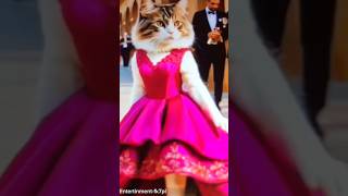 Funny dance video 😸😸cute video little video cats dance shorts video virallittle trending [upl. by Jabon]