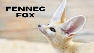 Fennec Fox Small Desert Fox With Large Ears  Facts amp Info [upl. by Foscalina]