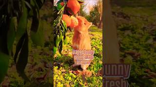 Story of a Bunny eating oranges from the tree is unexpectedviral video youtube shorts [upl. by Yrogreg]