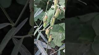 Crotalaria juncea known as brown hemp Indian hemp [upl. by Elfstan513]