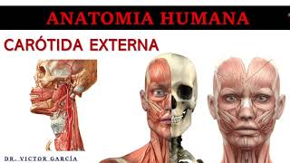 Carótida Externa  Colaterales  Anatomía Humana en Odontología [upl. by Borchert]