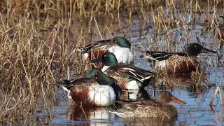 Northern Shoveler Duck 🦆 [upl. by Harvard]