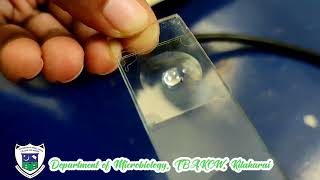 Hanging drop method  Bacterial motility [upl. by Wanids151]