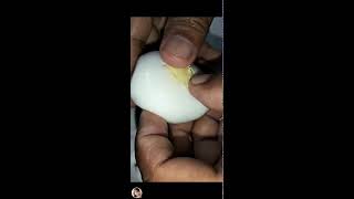 ILONGGA VLOGs is live CRACKampPEELING DUCK WHITE EGG trending viralvideo [upl. by Selby]