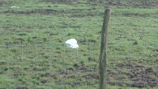 The Porthcawl Egrets [upl. by Launce69]