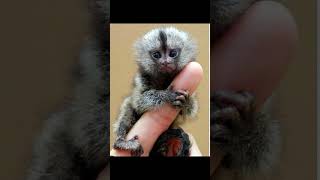 World smallest monkey amazingfacts factsinhindi interestingfacts [upl. by Merridie]