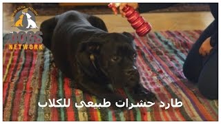 طارد حشرات طبيعي للكلاب  Natural Bug Repellent for Dogs [upl. by Ecniv161]