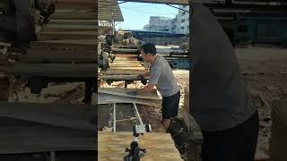 Thin plywood sheets processing [upl. by Camella867]