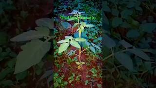 Grafting Tomato 🍅 Plant shortvideo grafting agriculture farming [upl. by Reichel]