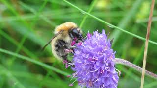 Moss Carder Bee Bombus muscorum on Rathlin [upl. by Adliwa]