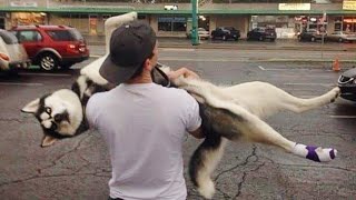 Huskies being dramatic for 10 minutes  FUNNIEST Animals Video [upl. by Artek]