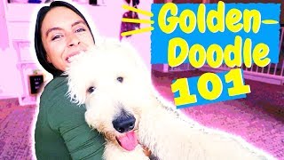 How To Care for a Goldendoodle or Labradoodle [upl. by Einwahs]