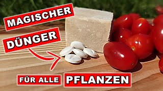 TOMATEN DÜNGEN 🍅 Superdünger für Gurken amp Co Erfahre das Geheimnis hinter dem EXTRAGeschmack🤯 [upl. by Charlean]