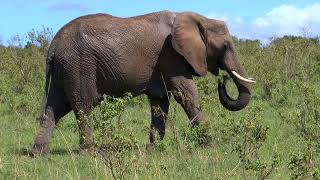 Afrikas Wildtiere Doku  amazing video [upl. by Tenrag]