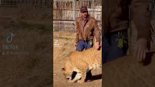 JOE EXOTIC THE TIGER KING 👑 GETS DRAGGED THROUGH TIGER ARENA AFTER DISSING DONALD TRUMP PT 1 [upl. by Ahseniuq]