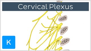 What Is the Cervical Plexus preview  Human Anatomy  Kenhub [upl. by Murrell]