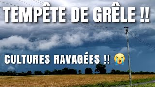 TEMPÊTE DE GRÊLE  bilan catastrophique sur culture 😱 [upl. by Ahsiekam116]