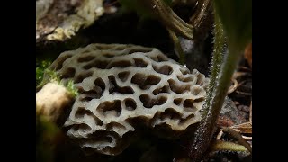 Morel Mushroom April 20 2023 Michigan [upl. by Voltmer]