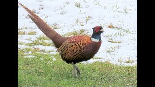 485 Bažant obecný Phasianus colchicus Common Pheasant Fasan [upl. by Canada]